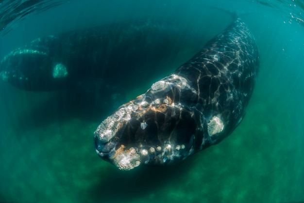 Baleia franca australEubalaena Australis debaixo d'águaxAPenínsula Valdés ChubutPatagônia Argentina