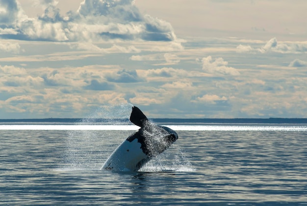 Baleia franca Sohutern saltando espécies ameaçadas de extinção PatagôniaArgentina