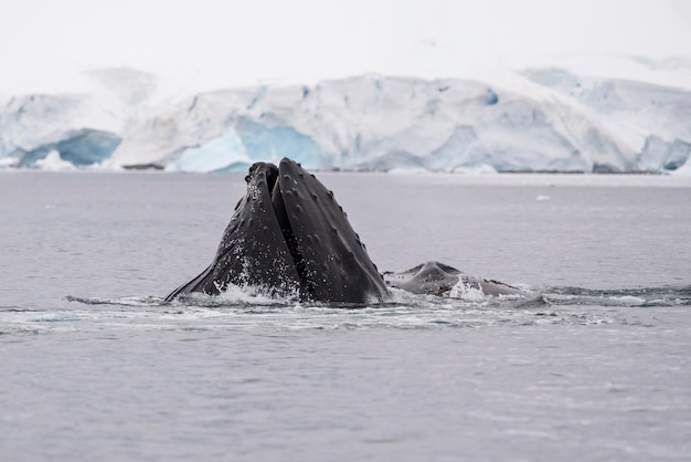 Baleia jubarte alimentando-se de krill