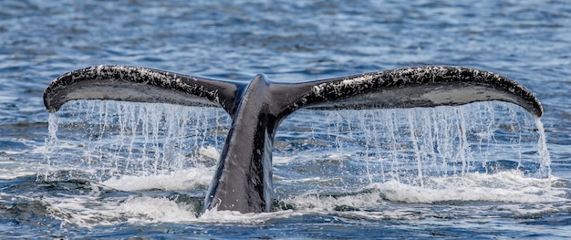 Baleia-jubarte de cauda acima do close up da superfície da água. área do estreito de chatham. alasca. eua.