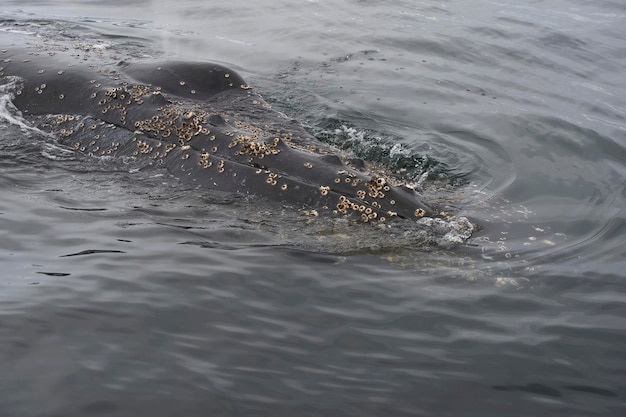 Baleia jubarte de perto na Antártica