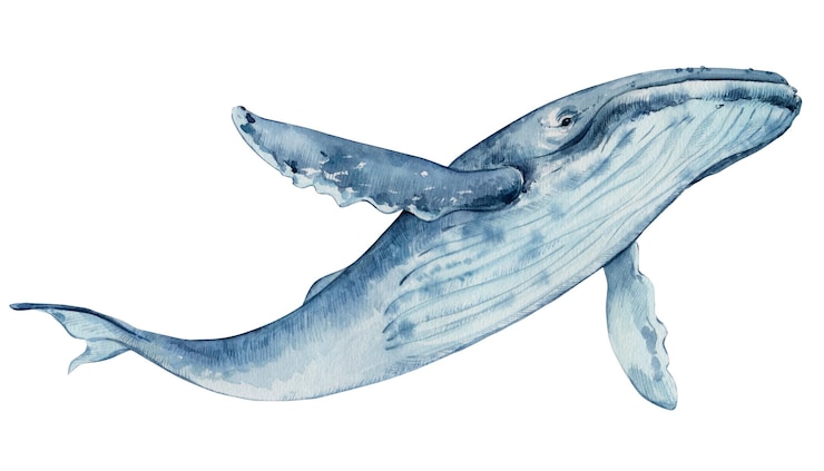 Foto baleia jubarte desenhada à mão ilustração em aquarela isolada em um fundo branco espécies raras de desenvolvimento marinho