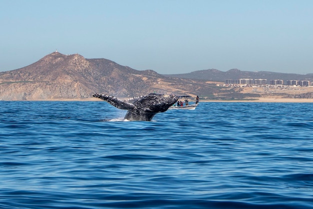 Baleia jubarte invadindo cabo san lucas méxico