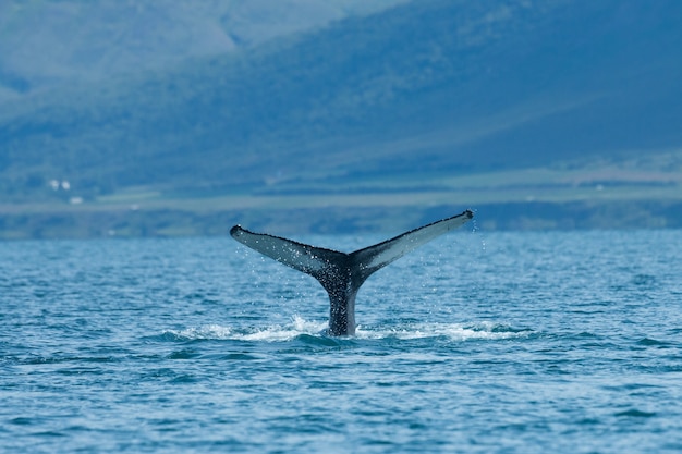 Baleia jubarte mergulhando no mar no verão na Islândia