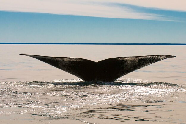 Baleia nadadeira caudal Península ValdesPuerto Madryn Patagônia Argentina