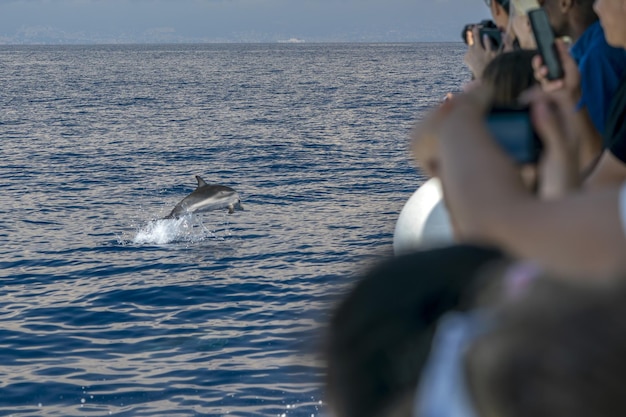 Foto baleia observando um golfinho em gênova, mar da ligúria, itália