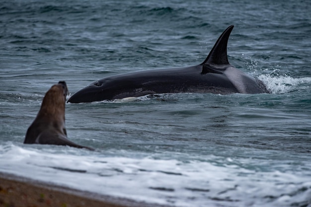 Baleia orca ataca uma foca na praia