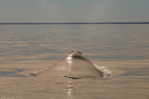 Baleia respirando Península Valdés Patagônia Argentina