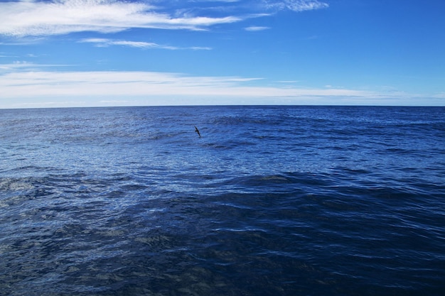 Baleia Safari em Kaikoura Nova Zelândia