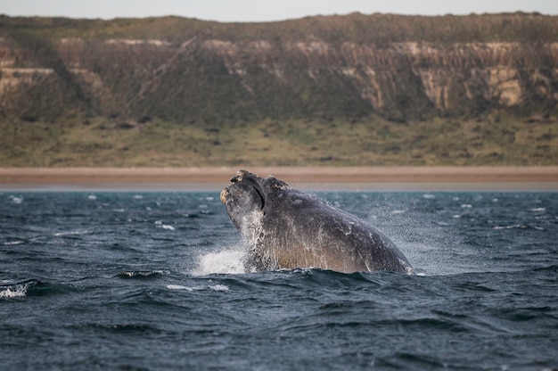 Baleia salta Patagônia