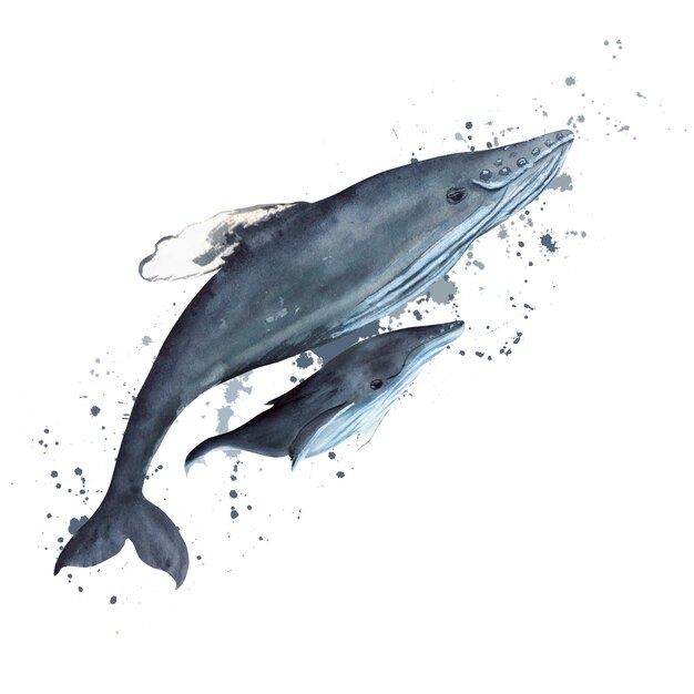 Baleias jubarte em aquarela desenhadas à mão