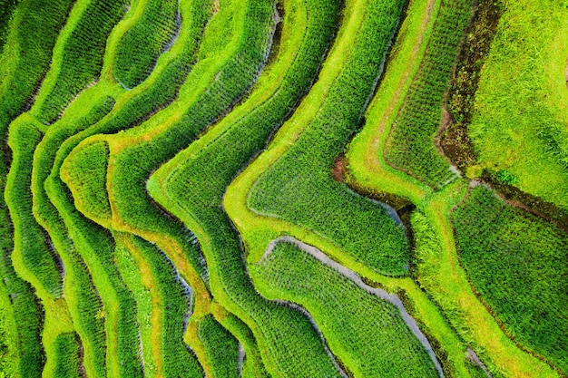 Bali Indonesia Vista aérea de las terrazas de arroz Paisaje agrícola desde el aire