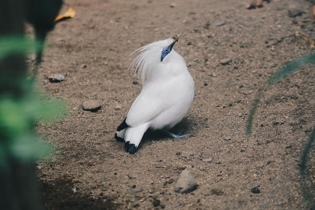 Bali Myna Leucopsar rothschildi o Jalak Bali Ave endémica y en peligro de extinción de Indonesia