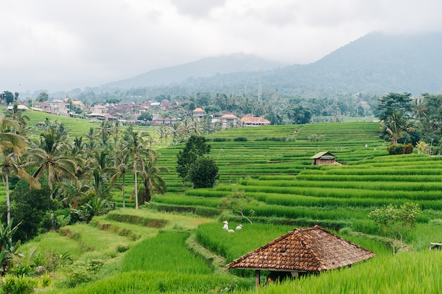 Foto balinesische frauenarbeit auf reisfeldern der insel bali, indonesien.