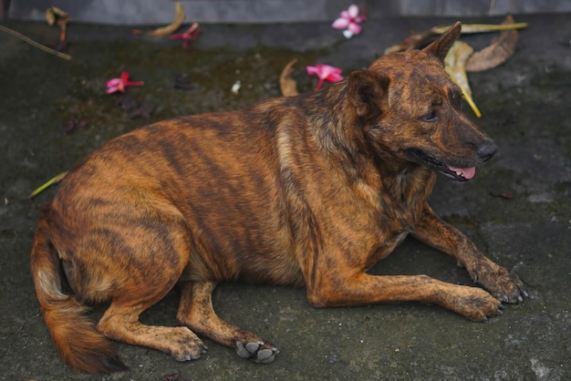 balinesischer Hund, der sich am Straßenrand entspannt