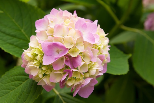 Ball aus gelb-rosa Hortensie im Garten. Sommer blühender Hintergrund