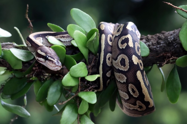 Ball phyton serpiente closeup en rama, Ball phyton serpiente closeup