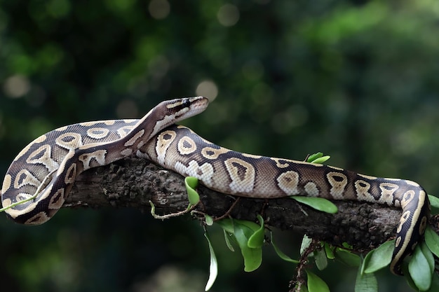 Ball phyton serpiente closeup en rama, Ball phyton serpiente closeup