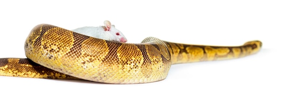 Ball python jugando con un ratón blanco Python regius aislado