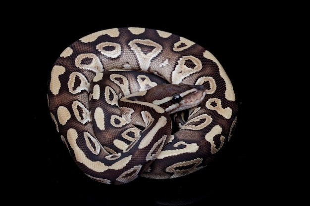 Ball python Mojave primer plano sobre fondo aislado