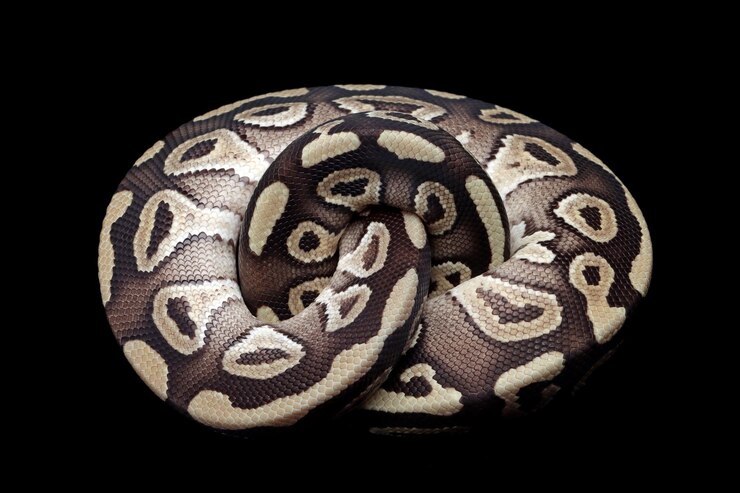 Foto ball python mojave primer plano sobre fondo aislado