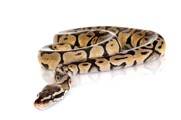 Ball Pythonschlange