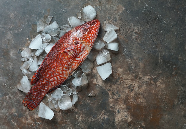 Ballan wrasse crudo fresco listo para ser cocinado, vista superior. copyspace