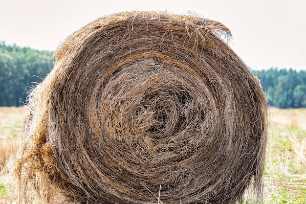 Ballen von geerntetem Flachs in einem Sommerfeld Linum Closeup Eine Pflanze, aus der Öl und Kleidung hergestellt werden Wichtige landwirtschaftliche Kulturpflanze