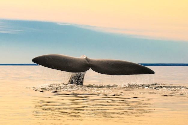 Ballena aleta caudal Península ValdesPuerto Madryn Patagonia Argentina