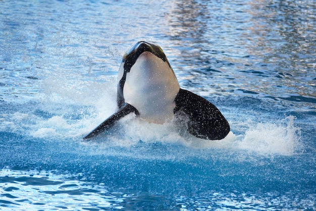 Ballena asesina chapoteando en el agua