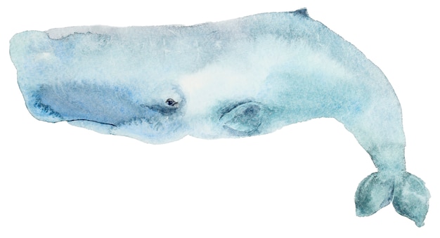Foto ballena azul acuarela