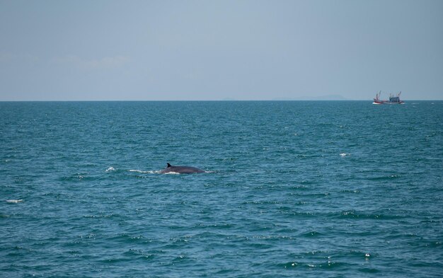 Ballena Bruda nadando en el mar