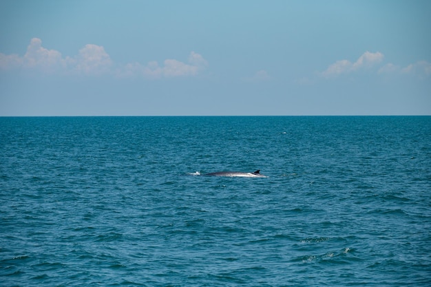 Ballena Bruda nadando en el mar
