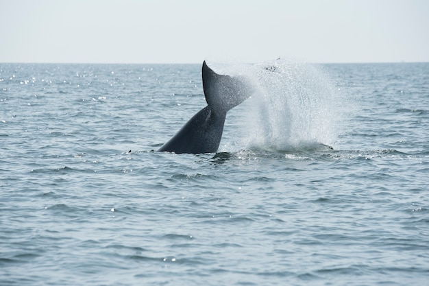 Ballena de Bryde, ballena en el Golfo de Tailandia.