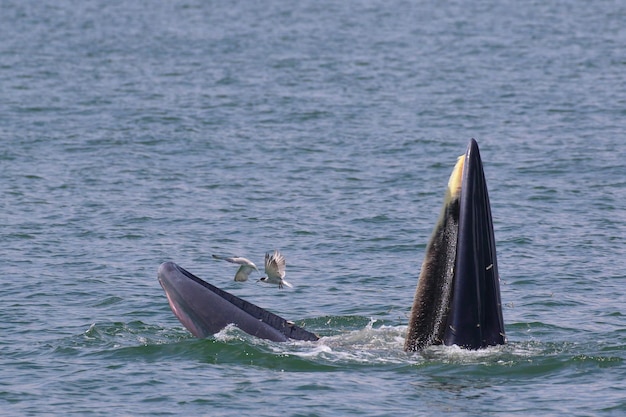 La ballena de Bryde en el golfo de Tailandia.