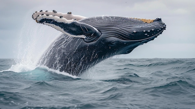 La ballena está rociando agua y lista para caer sobre su espalda Generativo Ai