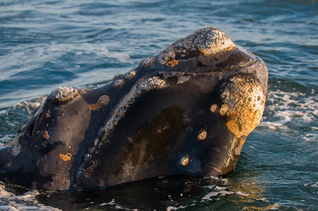 Ballena Franca Austral, Península Valdés, Patagonia Argentina