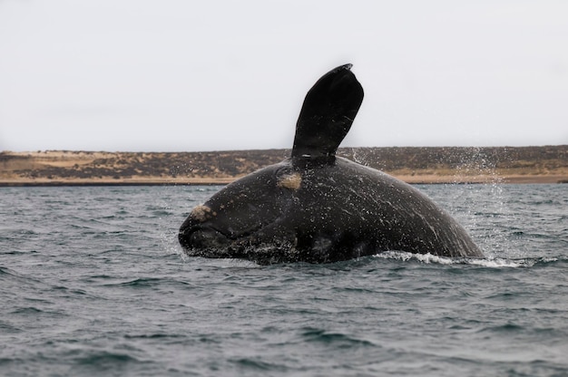 Ballena Franca Austral saltando Península Valdés Patagonia Argentina