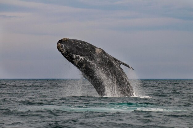 Ballena Franca Austral saltando Península Valdés Patagonia Argentina