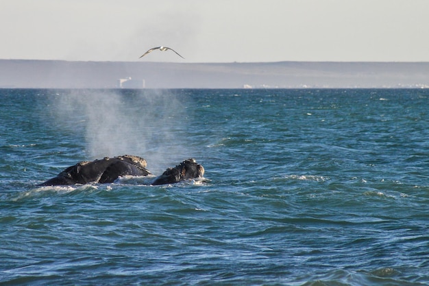 ballena franca austral