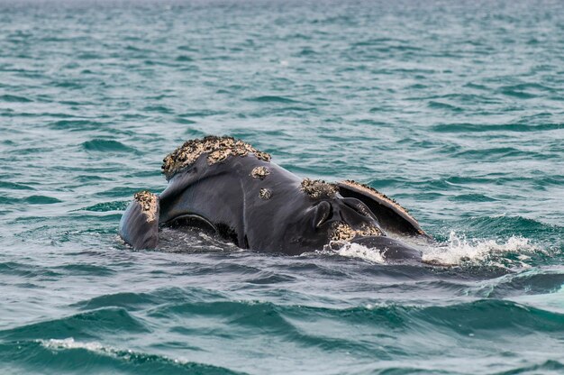 Ballena franca, Península Valdés, Provincia de Chubut, Patagonia Argentina