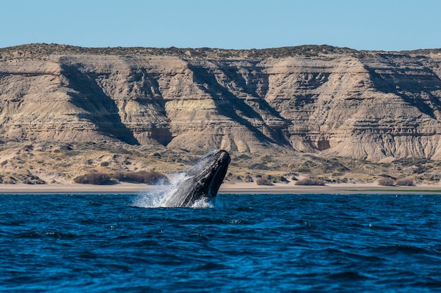 La ballena franca saltando en la península de Valdes Patagonia Argentina