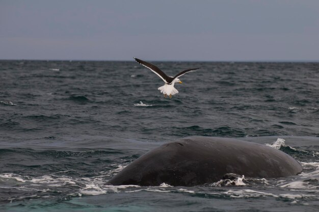 Ballena franca de Sohutern ballena respirando Península Valdés Patagonia Argentina