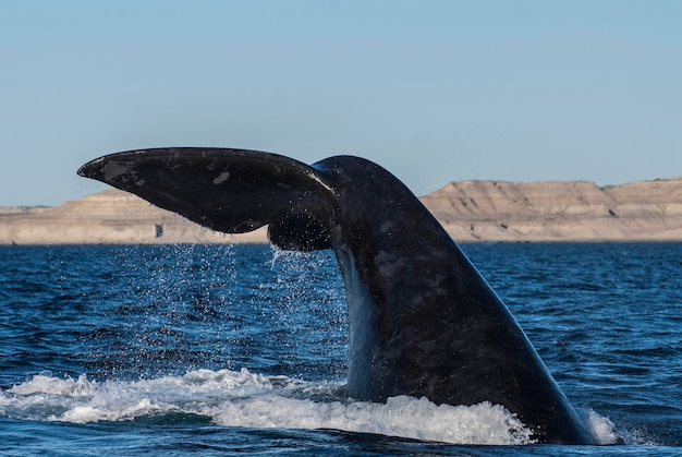 Ballena franca de Sohutern lobtailing cola especies en peligro de extinción PatagoniaArgentina