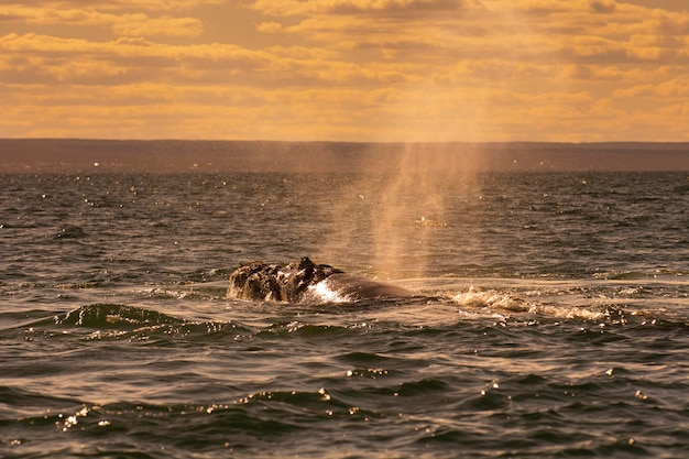 Ballena Franca Sohutern respirando en la superficie Península Valdés Sitio de Patrimonio Mundial de la Unesco Patagonia Argentina