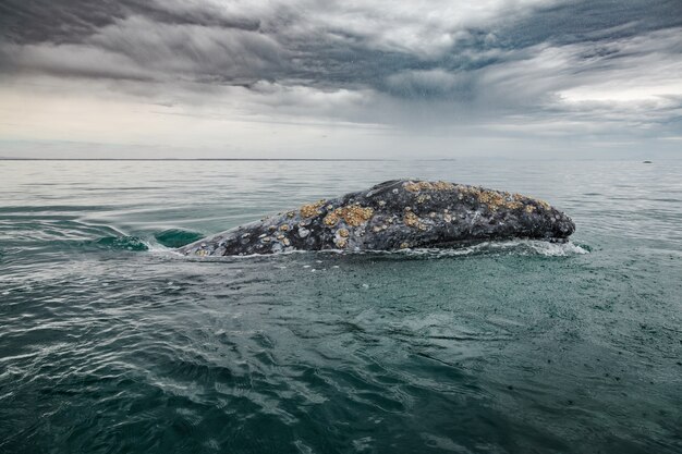 Ballena gris (Eschrichtius robustus) emergiendo en la Laguna San Ignacio en el Mar de Cortés, Baja California