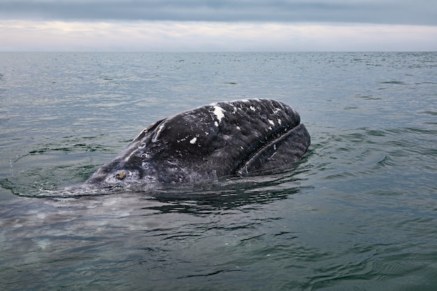 Ballena gris (Eschrichtius robustus) en la Laguna San Ignacio en el Mar de Cortés, Baja California