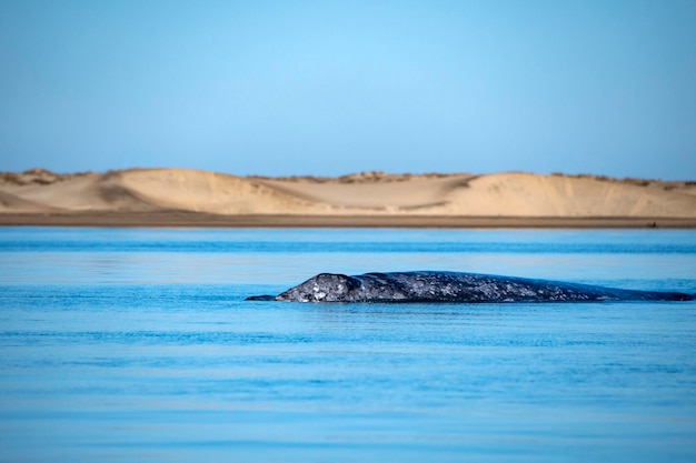 Ballena gris mientras sopla para respirar