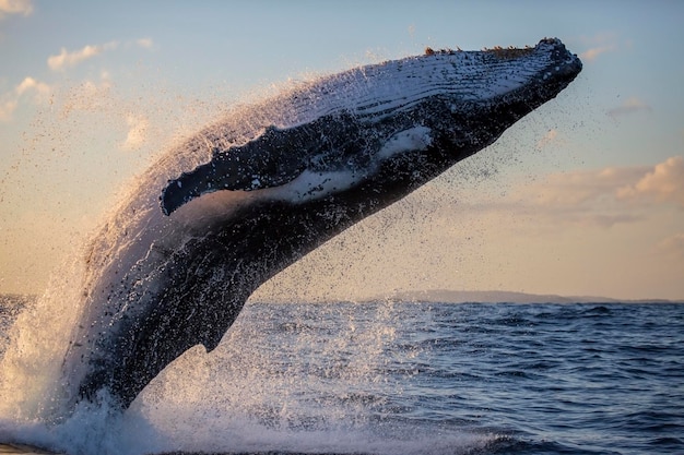 Una ballena jorobada se acerca a un barco de avistamiento de ballenas durante la hora dorada, Sydney, Australia