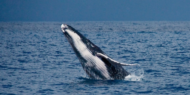 Ballena jorobada en el agua